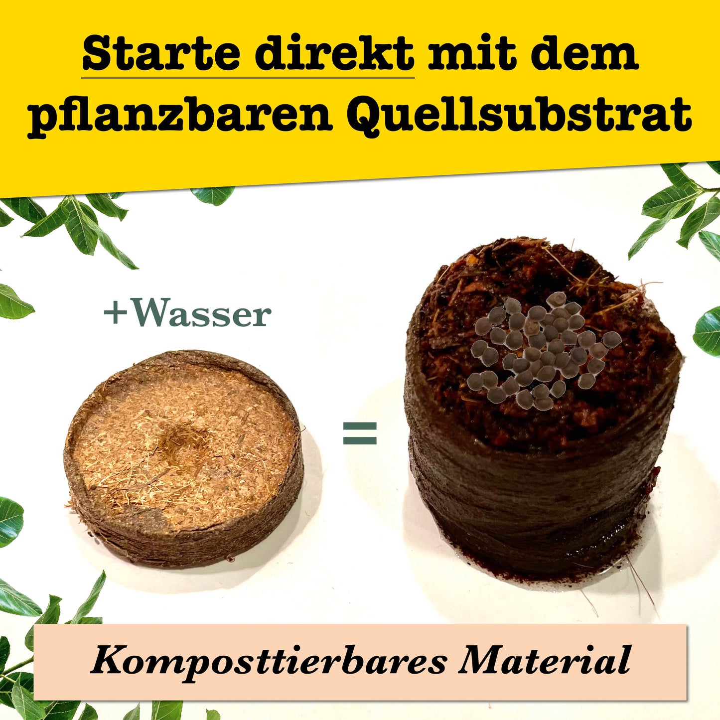 growbro - 2x Bonsai Light Anzuchtset - Züchte deinen neuen BRO # kleines Geschenk # Bonsai Geschenk # Bonsai Samen # TikTok Trend