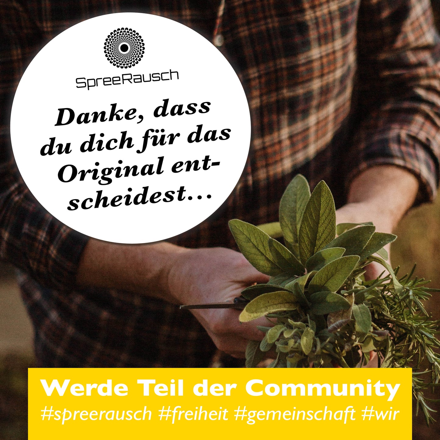 3 x Himbeer - Salbei Mischung von SpreeRausch, Die Kräutermischung für Tee und mehr