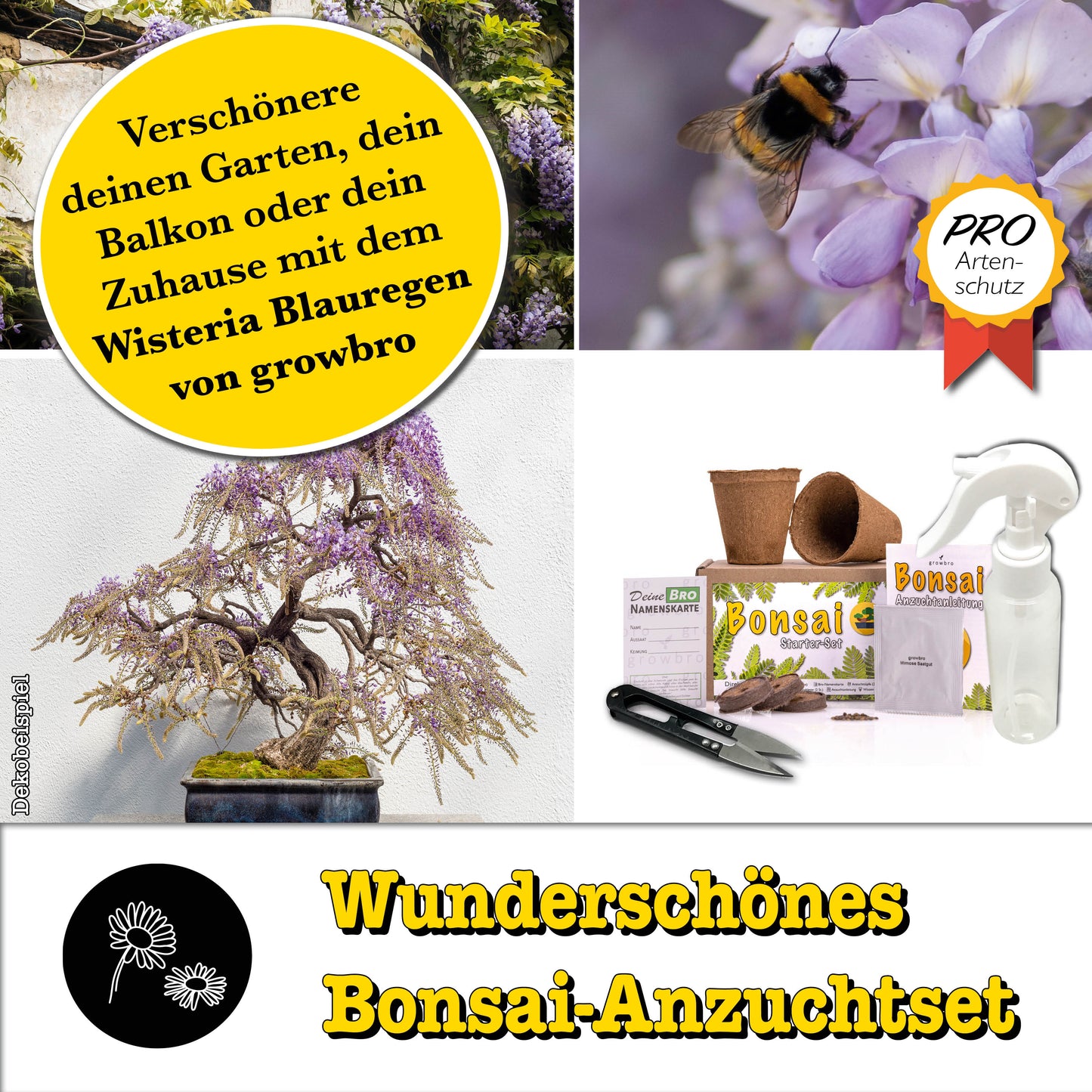 Bonsai – growbro - Wisteria Anzuchtset inkl. Klima-Karten, Züchte deinen eigenen Bonsai-Bro, Geschenke für Frauen und Männer, Bonsai Starter Kit