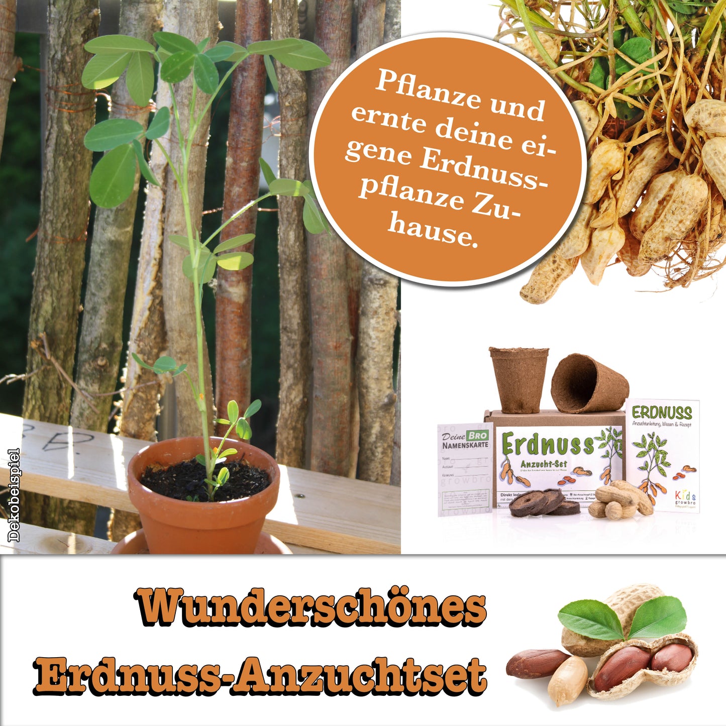 growbro Kids Erdnuss Anzuchtset, Garten Entdecker Set, Forscher Kinder, Geschenk für Kinder, Mitbringsel Kindergeburtstag, Mitbringexperiment