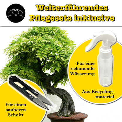 10 X Bonsai - Anzuchtset - Züchte deinen eigenen Bonsai inkl. Achtsamkeitskarten im hochwertigem Starter-Kit - Perfektes Geschenk